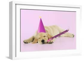 Labrador (8 Week Old Pup) with Party Hat-null-Framed Photographic Print