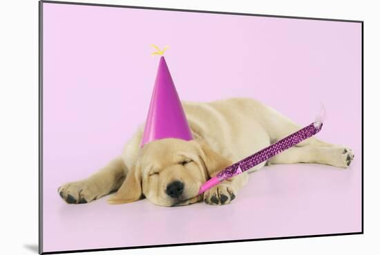 Labrador (8 Week Old Pup) with Party Hat-null-Mounted Photographic Print