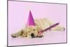 Labrador (8 Week Old Pup) with Party Hat-null-Mounted Photographic Print