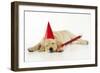 Labrador (8 Week Old Pup) with Party Hat-null-Framed Photographic Print