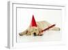 Labrador (8 Week Old Pup) with Party Hat-null-Framed Photographic Print