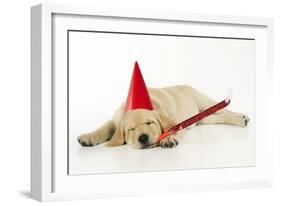 Labrador (8 Week Old Pup) with Party Hat-null-Framed Photographic Print