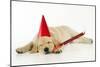 Labrador (8 Week Old Pup) with Party Hat-null-Mounted Photographic Print