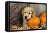 Labrador (8 Week Old Pup) with Pumpkins and Broom-null-Framed Stretched Canvas