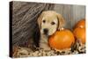 Labrador (8 Week Old Pup) with Pumpkins and Broom-null-Stretched Canvas