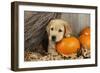 Labrador (8 Week Old Pup) with Pumpkins and Broom-null-Framed Photographic Print