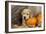 Labrador (8 Week Old Pup) with Pumpkins and Broom-null-Framed Photographic Print