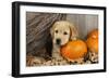 Labrador (8 Week Old Pup) with Pumpkins and Broom-null-Framed Photographic Print
