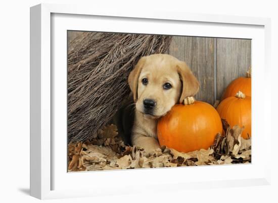 Labrador (8 Week Old Pup) with Pumpkins and Broom-null-Framed Photographic Print