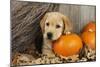 Labrador (8 Week Old Pup) with Pumpkins and Broom-null-Mounted Photographic Print