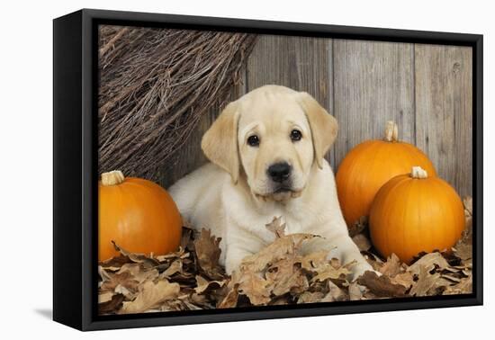 Labrador (8 Week Old Pup)With Pumpkins-null-Framed Stretched Canvas