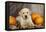 Labrador (8 Week Old Pup)With Pumpkins-null-Framed Stretched Canvas