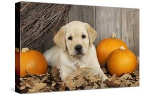Labrador (8 Week Old Pup)With Pumpkins-null-Stretched Canvas