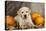 Labrador (8 Week Old Pup)With Pumpkins-null-Stretched Canvas