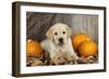 Labrador (8 Week Old Pup)With Pumpkins-null-Framed Photographic Print