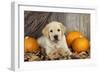 Labrador (8 Week Old Pup)With Pumpkins-null-Framed Photographic Print