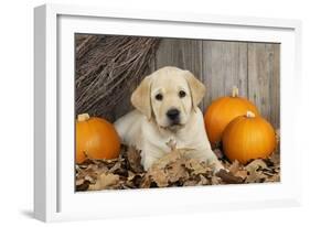 Labrador (8 Week Old Pup)With Pumpkins-null-Framed Photographic Print