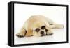 Labrador (8 Week Old Pup) with Round Glasses-null-Framed Stretched Canvas