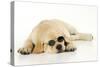 Labrador (8 Week Old Pup) with Round Glasses-null-Stretched Canvas