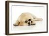 Labrador (8 Week Old Pup) with Round Glasses-null-Framed Photographic Print