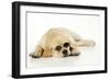 Labrador (8 Week Old Pup) with Round Glasses-null-Framed Photographic Print