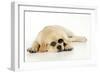 Labrador (8 Week Old Pup) with Round Glasses-null-Framed Photographic Print