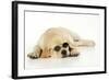 Labrador (8 Week Old Pup) with Round Glasses-null-Framed Photographic Print