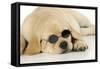 Labrador (8 Week Old Pup) with Round Sunglasses-null-Framed Stretched Canvas