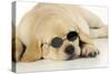 Labrador (8 Week Old Pup) with Round Sunglasses-null-Stretched Canvas