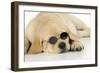 Labrador (8 Week Old Pup) with Round Sunglasses-null-Framed Photographic Print