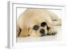 Labrador (8 Week Old Pup) with Round Sunglasses-null-Framed Photographic Print