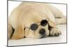 Labrador (8 Week Old Pup) with Round Sunglasses-null-Mounted Photographic Print