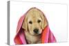 Labrador (8 Week Old Pup) with Towel-null-Stretched Canvas