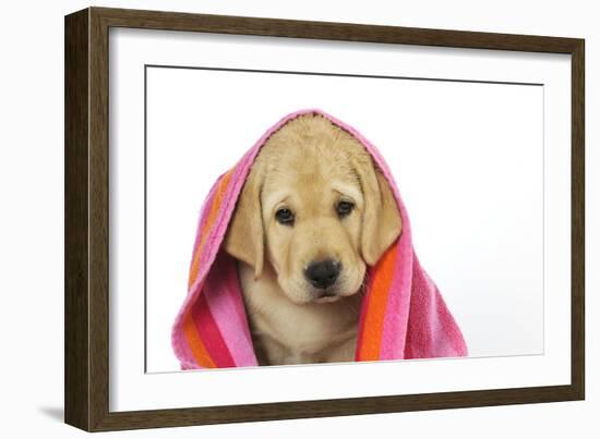 Labrador (8 Week Old Pup) with Towel-null-Framed Photographic Print