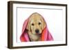 Labrador (8 Week Old Pup) with Towel-null-Framed Photographic Print