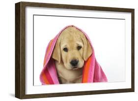 Labrador (8 Week Old Pup) with Towel-null-Framed Photographic Print