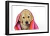 Labrador (8 Week Old Pup) with Towel-null-Framed Photographic Print