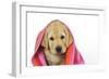 Labrador (8 Week Old Pup) with Towel-null-Framed Photographic Print