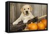 Labrador (8Week Old Pup) with Pumpkins-null-Framed Stretched Canvas