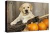 Labrador (8Week Old Pup) with Pumpkins-null-Stretched Canvas