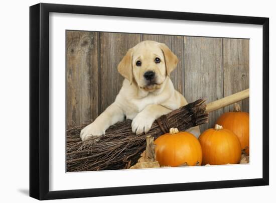 Labrador (8Week Old Pup) with Pumpkins-null-Framed Photographic Print