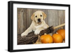 Labrador (8Week Old Pup) with Pumpkins-null-Framed Photographic Print