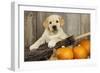 Labrador (8Week Old Pup) with Pumpkins-null-Framed Photographic Print