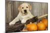 Labrador (8Week Old Pup) with Pumpkins-null-Mounted Photographic Print