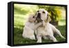 Labrador Adult with Puppy-null-Framed Stretched Canvas