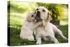 Labrador Adult with Puppy-null-Stretched Canvas