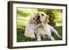 Labrador Adult with Puppy-null-Framed Photographic Print