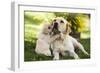 Labrador Adult with Puppy-null-Framed Photographic Print