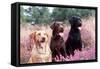 Labrador Dogs Yellow, Chocolate and Black Labradors-null-Framed Stretched Canvas