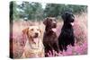 Labrador Dogs Yellow, Chocolate and Black Labradors-null-Stretched Canvas
